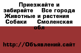 Приезжайте и забирайте. - Все города Животные и растения » Собаки   . Смоленская обл.